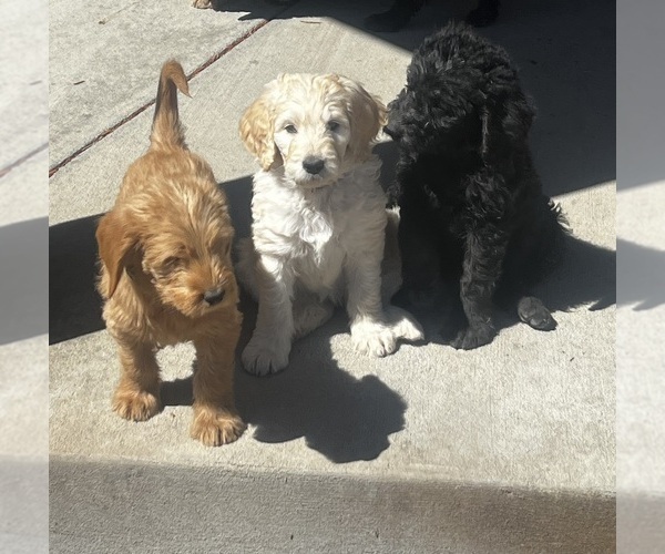 Medium Photo #14 Goldendoodle Puppy For Sale in PEYTON, CO, USA