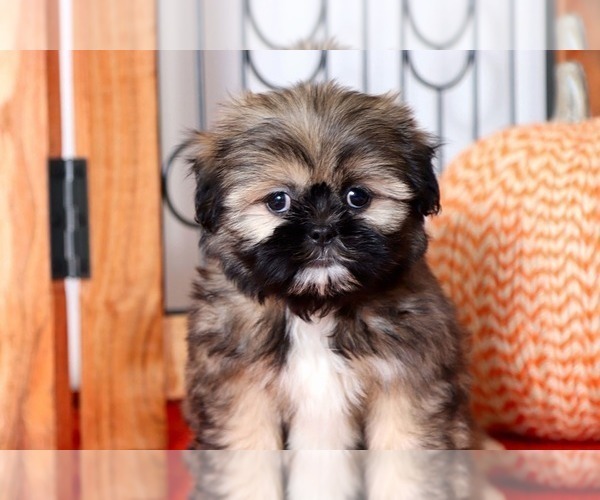 Medium Photo #3 Shih Tzu Puppy For Sale in NAPLES, FL, USA