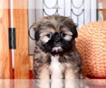 Small Photo #3 Shih Tzu Puppy For Sale in NAPLES, FL, USA
