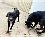 Small #4 Labrador Retriever Mix