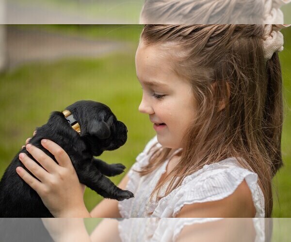 Medium Photo #7 Labrador Retriever Puppy For Sale in FAYETTEVILLE, GA, USA