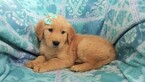 Small Photo #5 Golden Retriever Puppy For Sale in LANCASTER, PA, USA