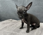 Small Photo #13 Chihuahua Puppy For Sale in SAINT AUGUSTINE, FL, USA
