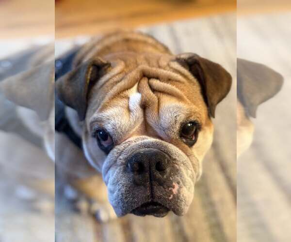 Medium Photo #1 Bulldog Puppy For Sale in St. Louis Park, MN, USA