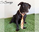Small #3 American Staffordshire Terrier Mix