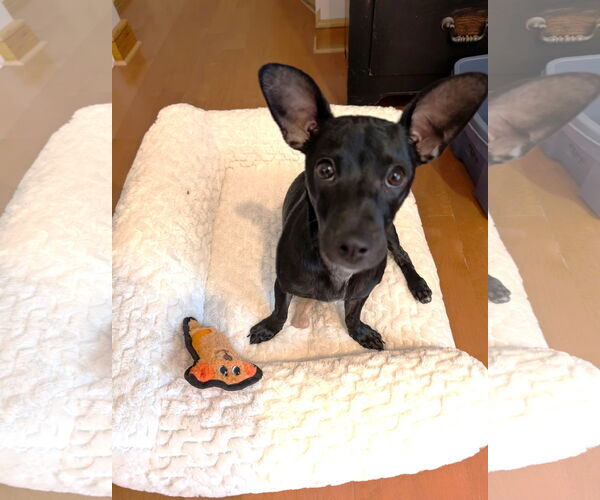 Medium Photo #1 Chiweenie Puppy For Sale in St. Louis Park, MN, USA