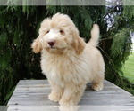 Small #2 Labradoodle
