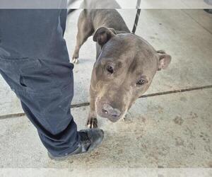 American Pit Bull Terrier-Unknown Mix Dogs for adoption in Texas City, TX, USA
