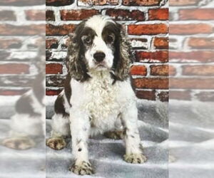Cocker Spaniel-Unknown Mix Dogs for adoption in Farmington, MN, USA