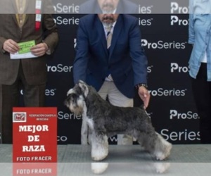 Father of the King Schnauzer puppies born on 05/17/2026