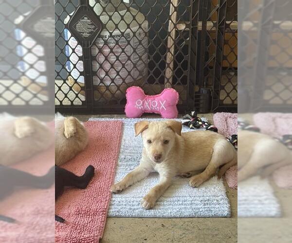 Medium Photo #1 Labrador Retriever-Unknown Mix Puppy For Sale in Center Township, PA, USA