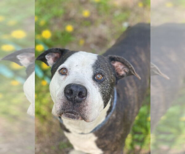 Medium Photo #9 Mutt Puppy For Sale in Mount Laurel, NJ, USA