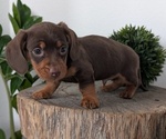 Small #1 Dachshund