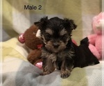 Small #1 Morkie