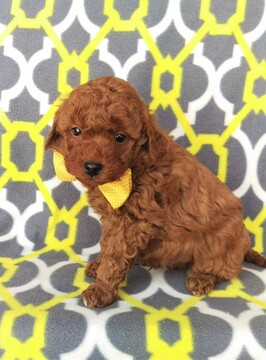 Medium Photo #2 Goldendoodle Puppy For Sale in LANCASTER, PA, USA