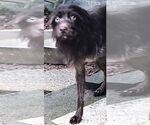 Small #1 Mutt