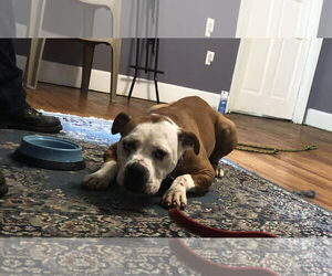 Violet Beauregarde Lonestar - Female Boxer-Unknown Mix Dog for Adoption - Photo #24