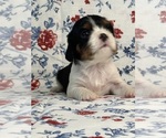 Image preview for Ad Listing. Nickname: Maisie Mae