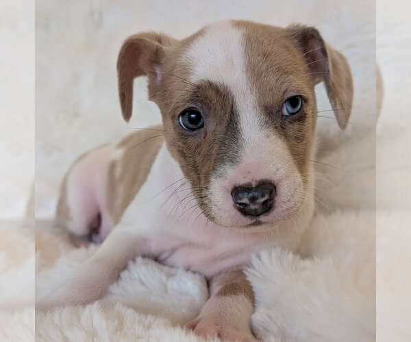 Medium Photo #6 Mutt Puppy For Sale in Brooklyn Center, MN, USA