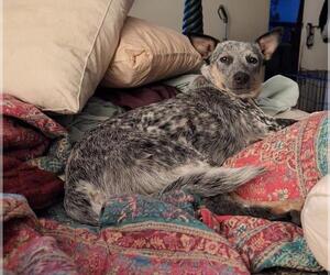 Mutt Dogs for adoption in Petaluma, CA, USA