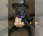 Small #3 American Pit Bull Terrier-Labrador Retriever Mix