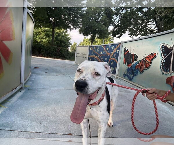 Medium Photo #2 American Pit Bull Terrier-Unknown Mix Puppy For Sale in Rowlett, TX, USA