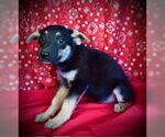 Small #2 Australian Kelpie Mix