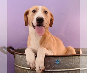 Labrador Retriever-Rhodesian Ridgeback Mix Dogs for adoption in Sheridan, CO, USA