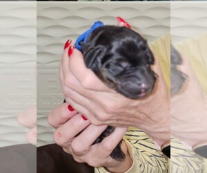 Medium Doberman Pinscher
