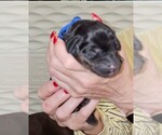 Puppy Puppy 1 Doberman Pinscher