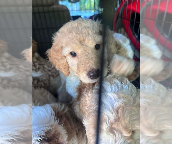 Medium Photo #1 Goldendoodle (Miniature) Puppy For Sale in SIX MILE, SC, USA