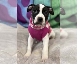 Mutt Dogs for adoption in Clarkston, MI, USA