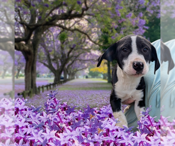Medium Photo #5 Boxer-Unknown Mix Puppy For Sale in garner, NC, USA