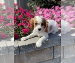 Small Photo #2 Cavalier King Charles Spaniel Puppy For Sale in CANOGA, NY, USA