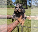 Small Photo #12 Bernedoodle-Golden Mountain Dog Mix Puppy For Sale in DAVIS, CA, USA