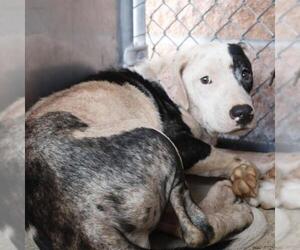 Boxer-Unknown Mix Dogs for adoption in San Antonio, TX, USA