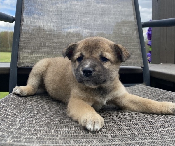 Medium Photo #5 Alaskan Husky-Border Collie Mix Puppy For Sale in RICHMOND, MI, USA