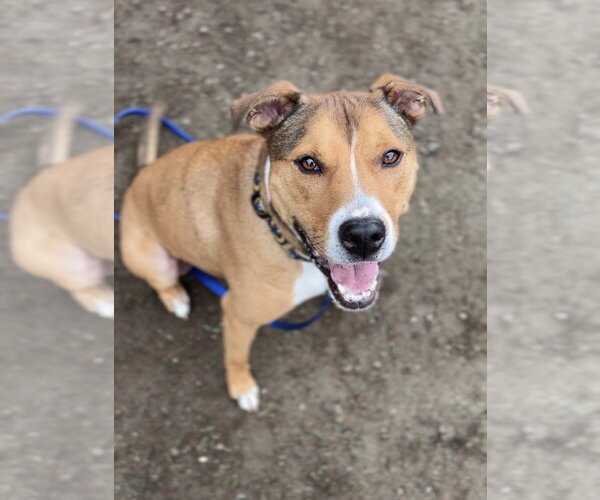 Medium Photo #17 American Staffordshire Terrier-Unknown Mix Puppy For Sale in Brewster, NY, USA