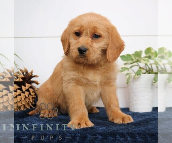 Medium Photo #3 Goldador Doodle Puppy For Sale in NARVON, PA, USA