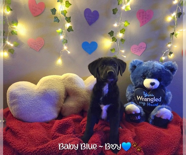 Medium Photo #1 Golden Retriever-Shiba Inu Mix Puppy For Sale in OLATHE, KS, USA