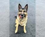 Small Photo #5 German Shepherd Dog Puppy For Sale in Plantation, FL, USA