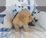 Small Photo #3 Golden Retriever Puppy For Sale in WESTCLIFFE, CO, USA