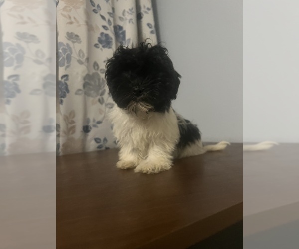 Medium Photo #59 Havanese Puppy For Sale in DURHAM, CT, USA
