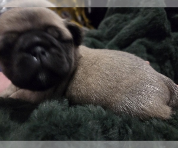 Medium Photo #17 Pug Puppy For Sale in HILLSDALE, MI, USA