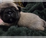 Small Photo #17 Pug Puppy For Sale in HILLSDALE, MI, USA