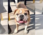 Small Photo #3 Bulldog Puppy For Sale in Lake Forest, CA, USA