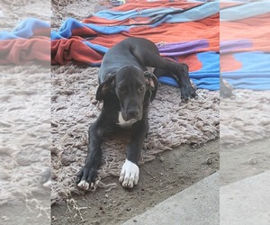 Great Dane Dog for Adoption in FONTANA, California USA