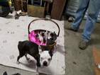 Small Photo #8 Boston Terrier Puppy For Sale in SYLVANIA, GA, USA