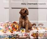 Puppy Abby Golden Retriever