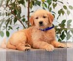 Small Golden Retriever